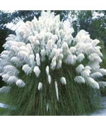 100 Ornamental (Cortaderia Selloana) , White Pampas Grass Seeds - £3.10 GBP