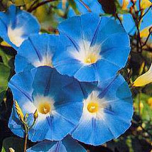 25 HEIRLOOM Morning Glory Heavenly Blue (Produce   4&#39;&#39; to 5&#39;&#39; Flowers)  ... - £2.27 GBP