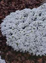 100 HEIRLOOM Alyssum Carpet of  Snow  Seeds - $1.89