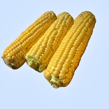 Fresh USA Seller New Moma Super Sweet Corn Seeds - $17.52