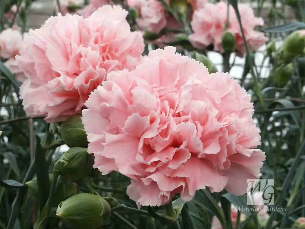 50 La France Pink Carnation Dianthus Caryophyllus Chabaud Flower Seeds Fresh See - £12.35 GBP