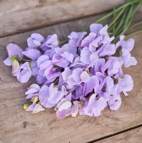 25 Seeds Sweet Pea Royal Lavender Fragrant Climbing Vine Purple Flowers ... - $130.18 MXN