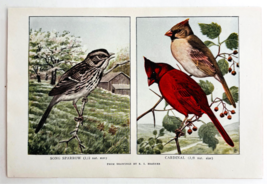 1927 Cardinal And Song Sparrow Bird Art Plate Color Book Print Wildlife ... - $19.99