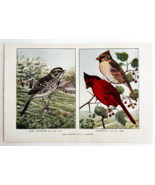 1927 Cardinal And Song Sparrow Bird Art Plate Color Book Print Wildlife ... - €17,16 EUR