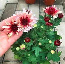 Chrysanthemum Seed Beautiful Flower Seed Perennial Spray Color 2 - $9.86 CAD