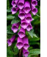 300 heirloom Fox glove  Violet  Flower Seeds - $5.45