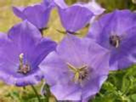 500 HEIRLOOM bellflower tussock Campanula carpatica seeds - £1.44 GBP