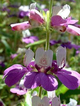 100 HEIRLOOM Chinese Houses Collinsia heterophylla seeds - £1.41 GBP