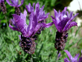 100 Italian Lavender Lavandula angustifolia Perennial Seeds - $3.25