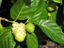 Daun Mengkudu - Morinda citrifolia L. (Dried), 80 Gram - $15.38
