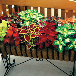 100 HEIRLOOM Coleus  RAINBOW Mix seeds