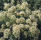 100 Heirloom Mignonette (Reseda Odorata) Seeds - $2.49