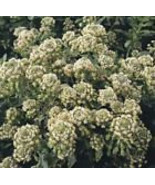 100 Heirloom Mignonette (Reseda Odorata) Seeds - €2,15 EUR