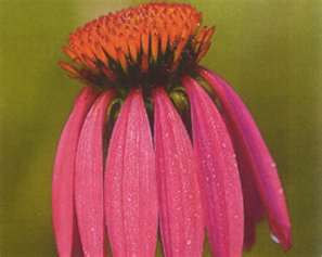 100 Black Samson  Echinacea angustifolia Seeds
