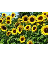 60 Heirloom  Variety  Gray Stripe Mammoth Sunflower Seeds - €1,72 EUR
