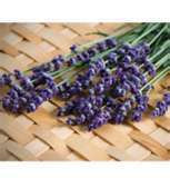 100 HEIRLOOM Evergreen Perennial, Lavender 'Munstead' SEEDS