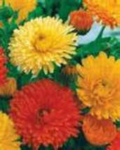 100 Heirloom Calendula Pot Marigold Mix Seeds - £1.48 GBP