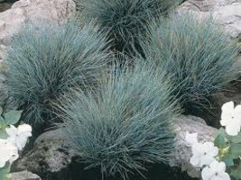 100 Ornamental Blue Fescue Grasses Seeds - £2.13 GBP