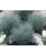 100 Ornamental Blue Fescue Grasses Seeds - $2.68