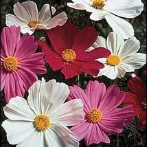 100 Heirloom Cosmos Sensation Mix Seeds - $1.85