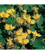 10 Canary Creeper Bird Vine Nasturtium - (Tropaeolum peregrinum) Seeds - $4.75