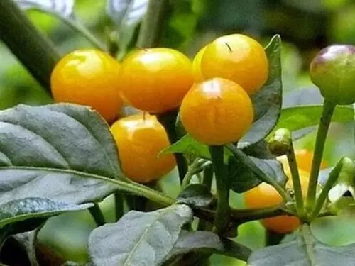 AW 20 Seeds Fresh Premium Ají Charapita Pepper - £7.32 GBP