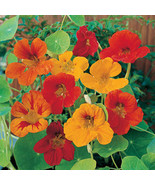 50 HEIRLOOM Nasturtium Edible plant / vine  Mix Seeds - $4.75