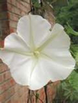 15 HEIRLOOM Moonflower Ipomoea Giant White Seeds - $2.79