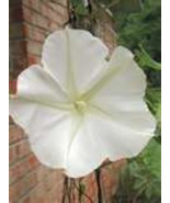 15 HEIRLOOM Moonflower Ipomoea Giant White Seeds - £2.23 GBP