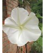 15 HEIRLOOM Moonflower Ipomoea Giant White Seeds - $3.87 CAD