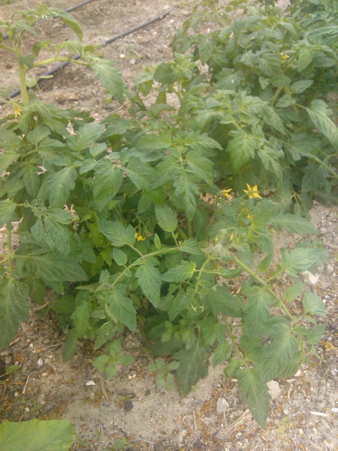 Greek tomatoes seeds - 50 seeds - code 064 Item image 2