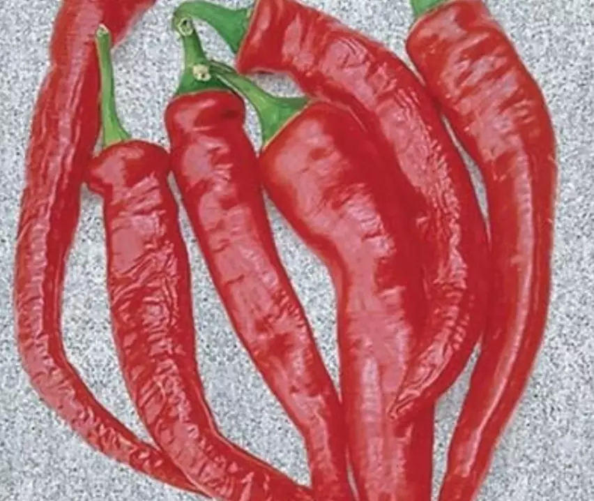 25 Seeds Red Pepper Cayenne Fresh Vegetables Gardening USA SHIPPIING - $12.50