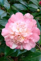 LOOK AGAIN**Camellia Japonica-STARTER Plant- pink or white or both??? very rare - £29.14 GBP