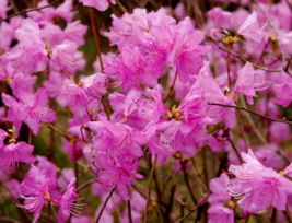 10 Pc Seeds Rhododendron Flower Plant, Rhododendron mucronulatum Seeds | RK - £14.86 GBP