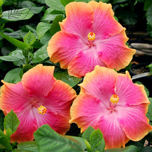 20PCS Hibiscus Rosa-sinensis Perennial Flower Seeds mix 14 - £4.62 GBP