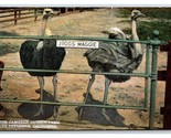 Jiggs and Maggie Cawston Ostrich Farm Pasadena California UNP DB Postcar... - $4.90