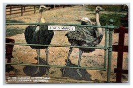 Jiggs and Maggie Cawston Ostrich Farm Pasadena California UNP DB Postcard W5 - £4.50 GBP