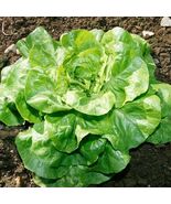 500 Bibb Lettuce Seeds  Butterhead Type  - $4.56