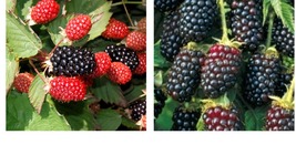 Twilight Thornless Blackberry Live Plants Outdoor Garden -2 Pack - LOWEST PRICE - $41.99