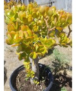 Crassula Ovata Jade Tree (5 gal.pot) Money Tree, Bonsai Tree. - $203.78 CAD
