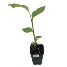 Live Plant Aframomum melegueta Ginger (Grains of Paradise) - Aframomum melegueta - £36.12 GBP