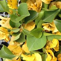 Bougainvillea rooted CALIFORNIA GOLD Starter Plant - $27.78