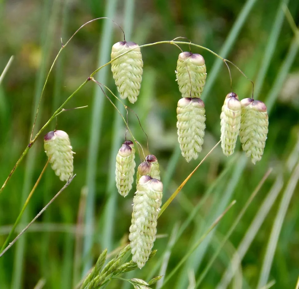 AW Quaking Grass Brixa Maxima Ornamental Cutting 100 Seeds Fast Shipping US  - £6.72 GBP