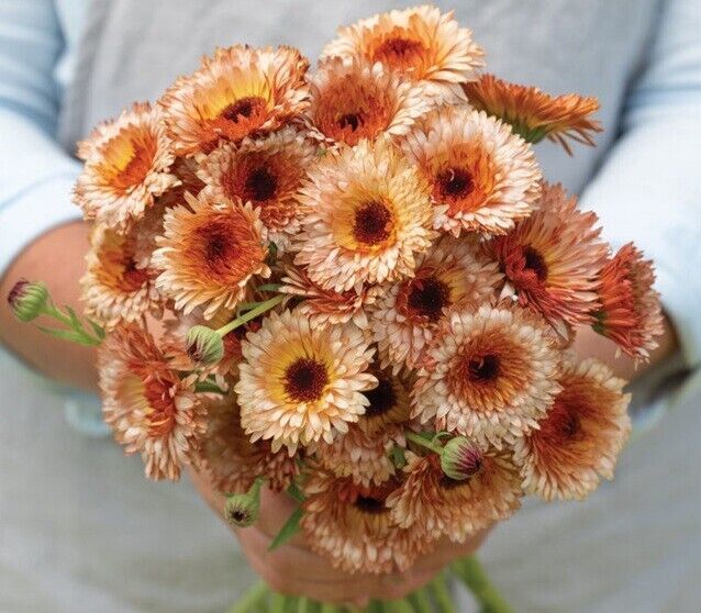 SDC 40 Calendula Orange Flash Seeds Easy Grow - $14.20