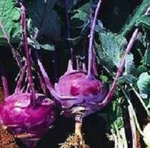 2000 Seeds Purple Vienna Kohlrabi Seeds 60 Days Fresh Seeds Gardening USA - $20.00