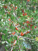 20 Savannah Holly Seeds Ilex X Attenuata US Fast Shipping - $12.40