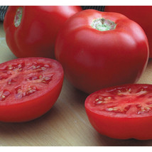 50 Seeds Bush Red Tomato Vegetable Fresh Seeds - £5.36 GBP