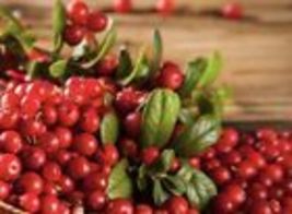 Cranberry Seeds - (Vaccinium Macrocarpon) USA 50+  Seeds - £7.99 GBP