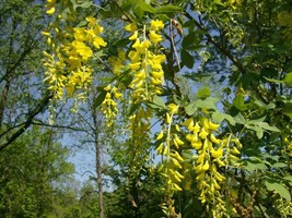 20 Golden Chain Tree Seeds Laburnum Anagyroides New Fresh US Shipping - $9.80