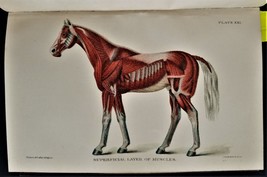 1911 antique DISEASES of the HORSE illustrated nervous system blood eye wound + - £97.30 GBP